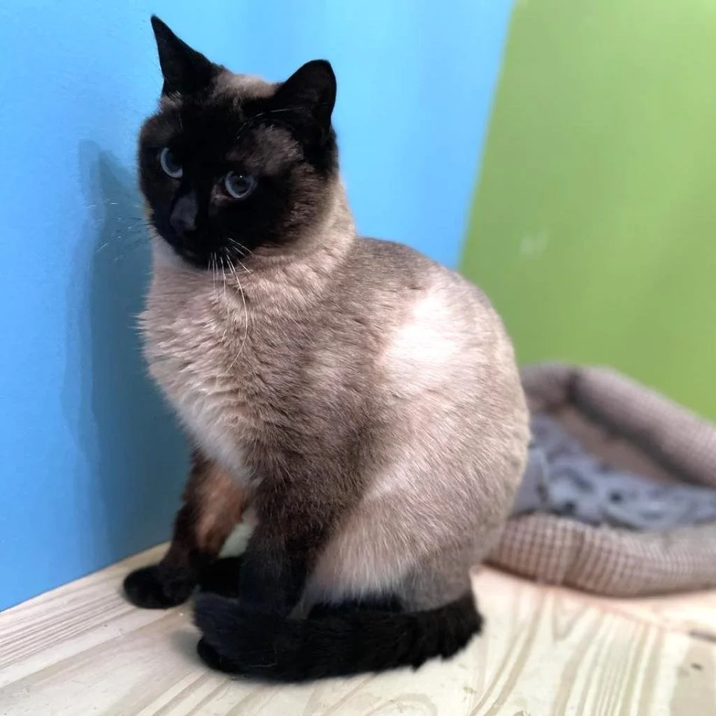 Meet our Adoptable Friends!  