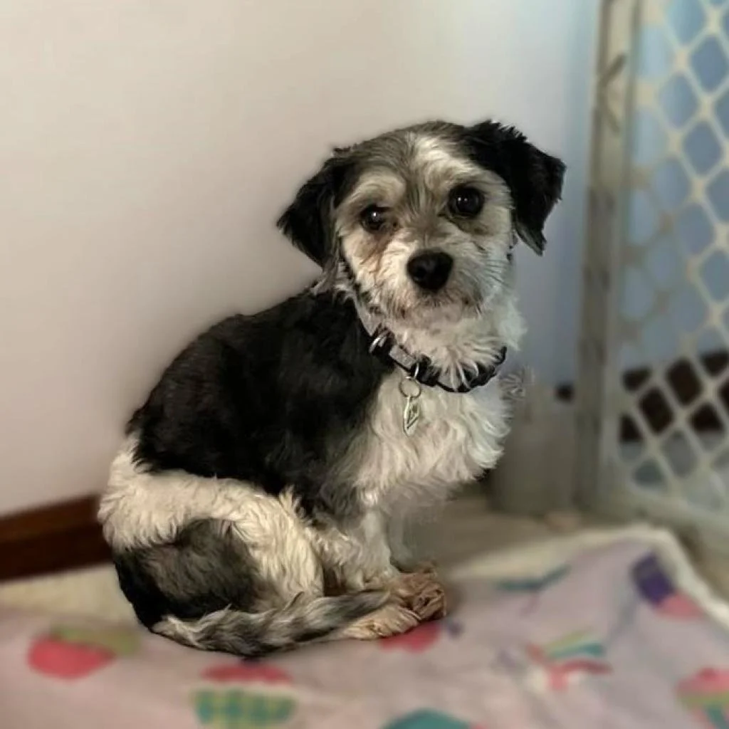 Meet our Adoptable Friends!   