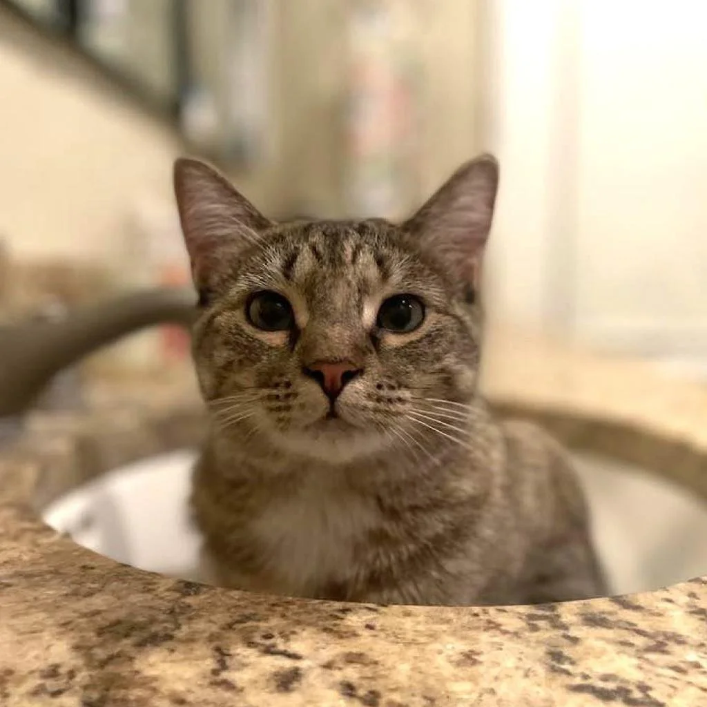 Meet our Adoptable Friends!    