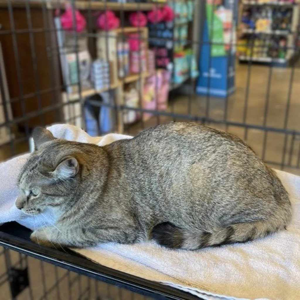 Meet our Adoptable Friends!     