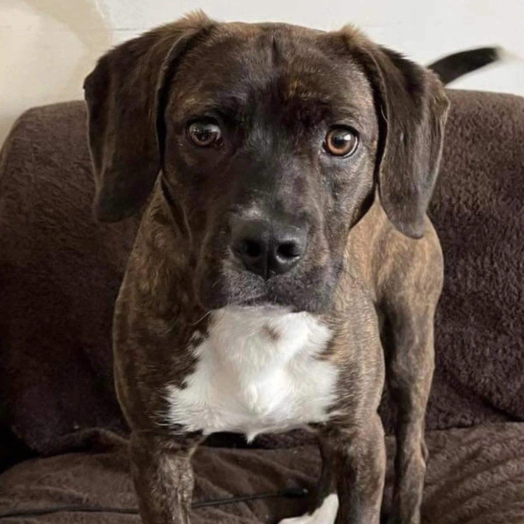 Meet our Adoptable Friends! 