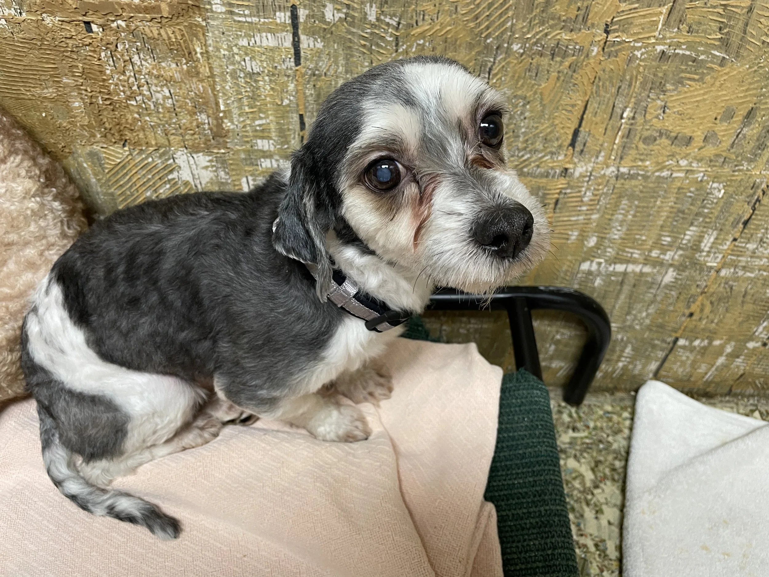 Libertyville Dog Days of Summer