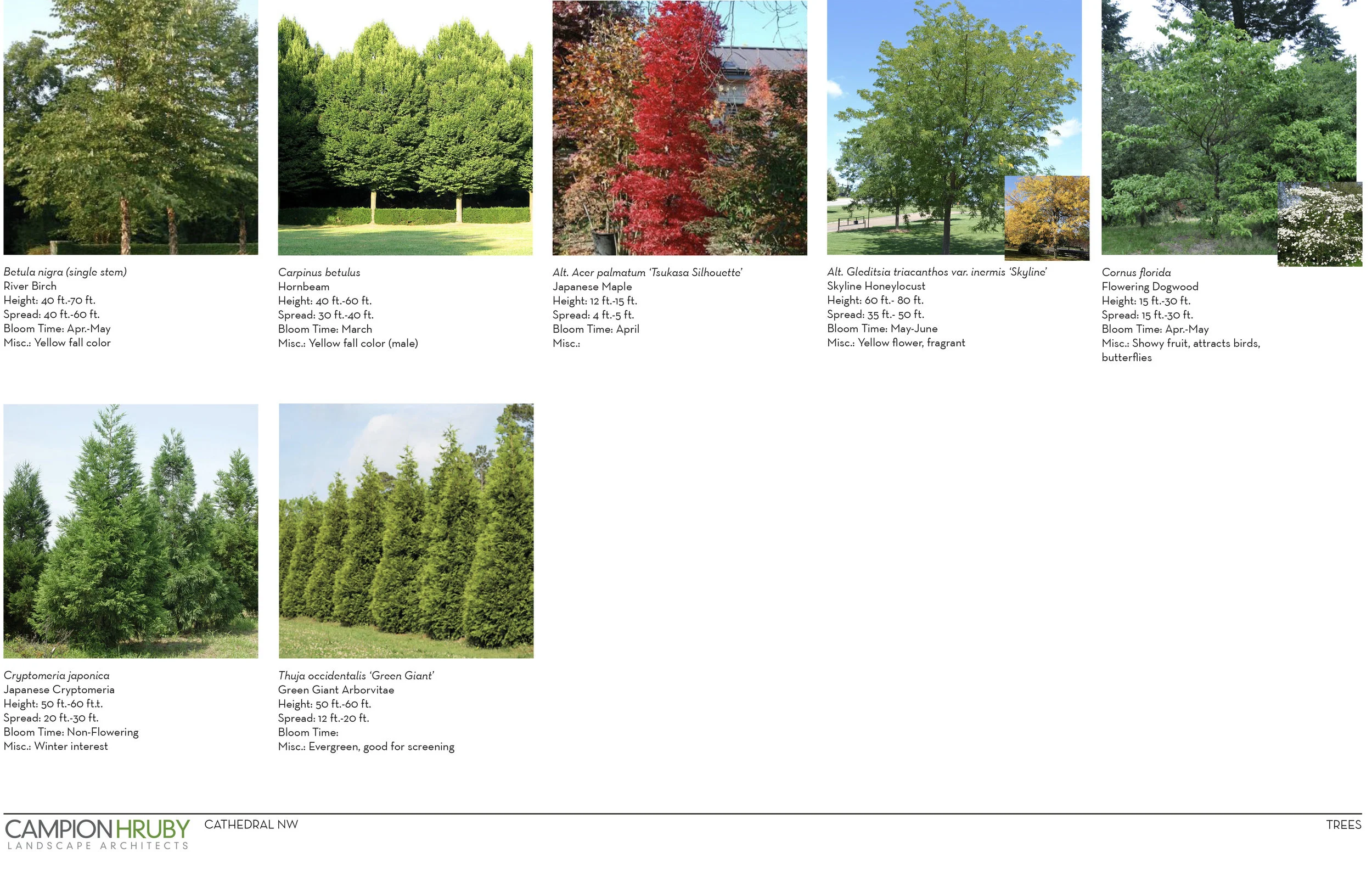 Cathedral NW_03.29.2019_Marketing Imagery_Plant Imagery-5.jpg