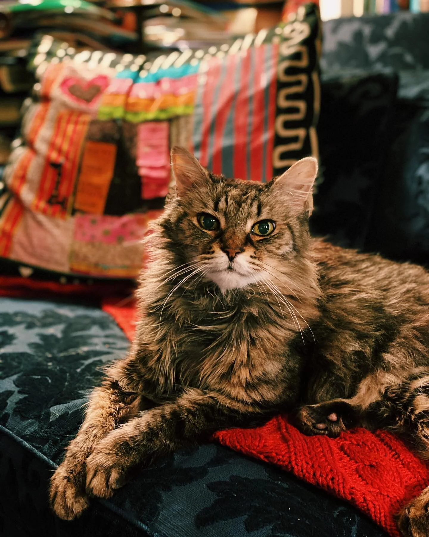 to the fluffiest and sweetest tummy boy. i love you so much Dakota. rest in peace my angel boy🐱🌈❤️
&bull;
&bull;
&bull;
&bull;
&bull;
📸:me
#dakota #angelboy #angelcat #cat #angel #tummyboy #fluffy #restinpeace #rainbowbridge #iloveyou #sweet #good
