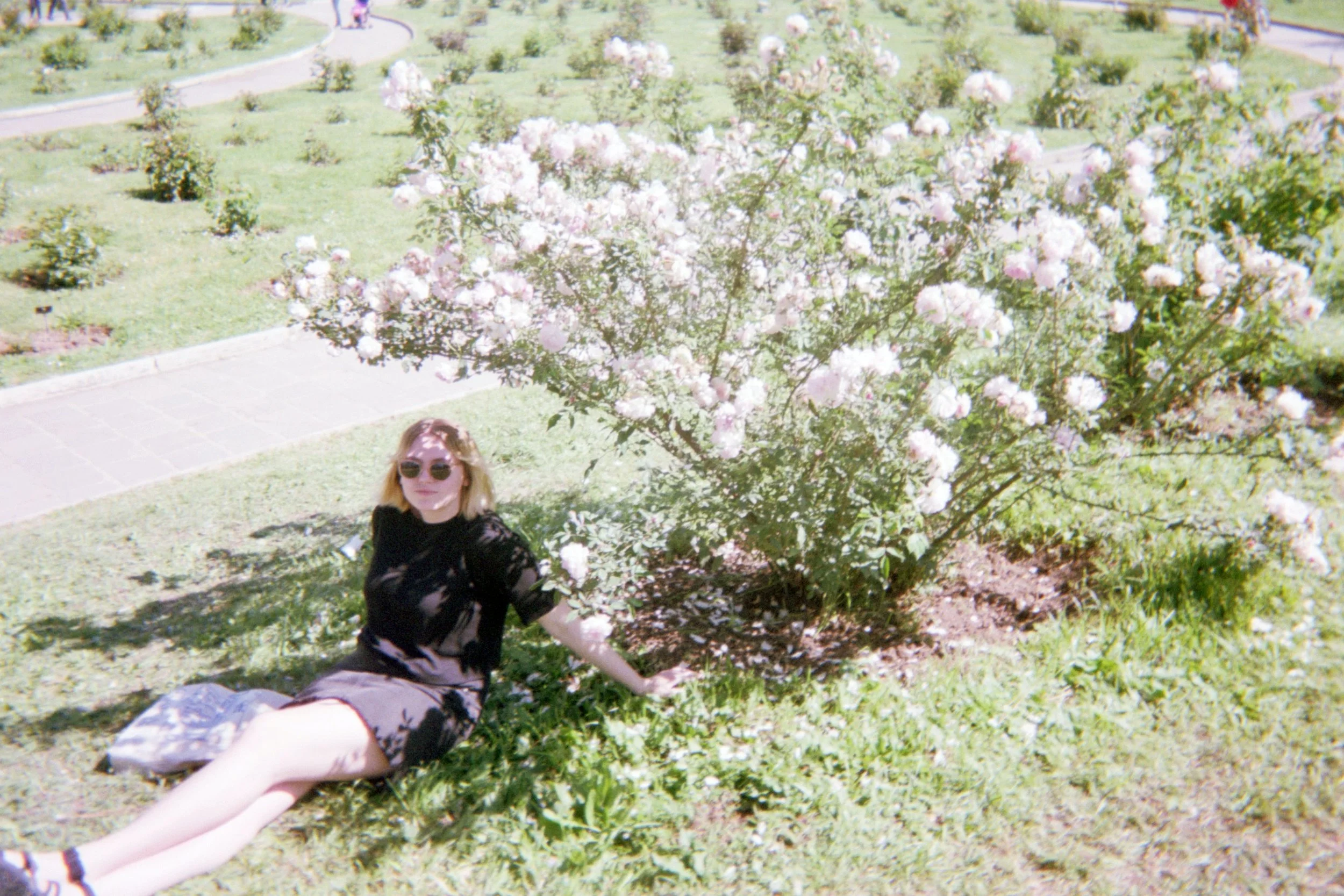   Rose garden on the Aventine Hill  