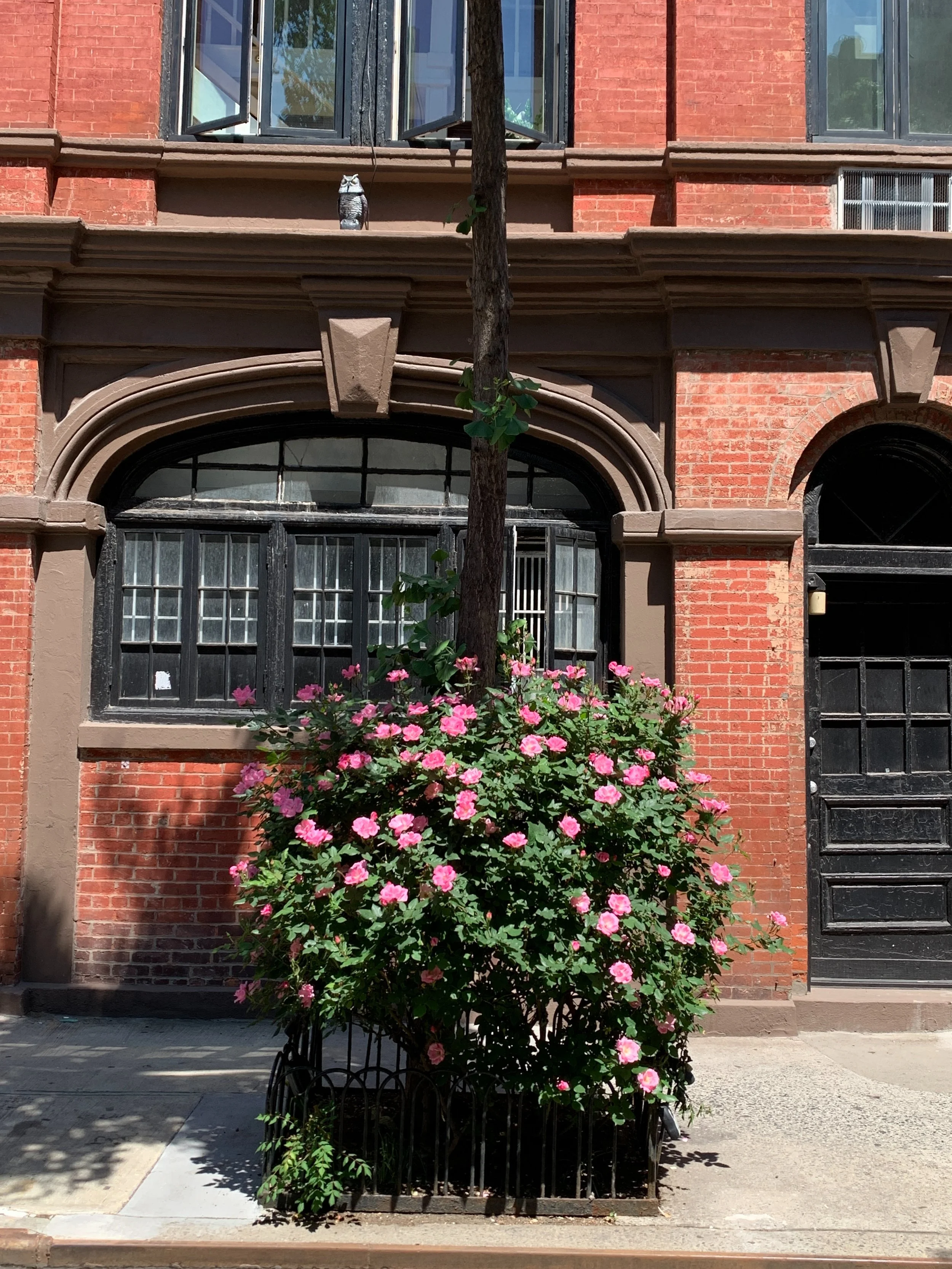 The city is alive, the sidewalks, the critters, the plants, all alive. It&rsquo;s easy to forget that we are also in nature when we&rsquo;re in a city, it&rsquo;s just inhabited differently. I took a trip to the Brooklyn Botanical Gardens this weeken