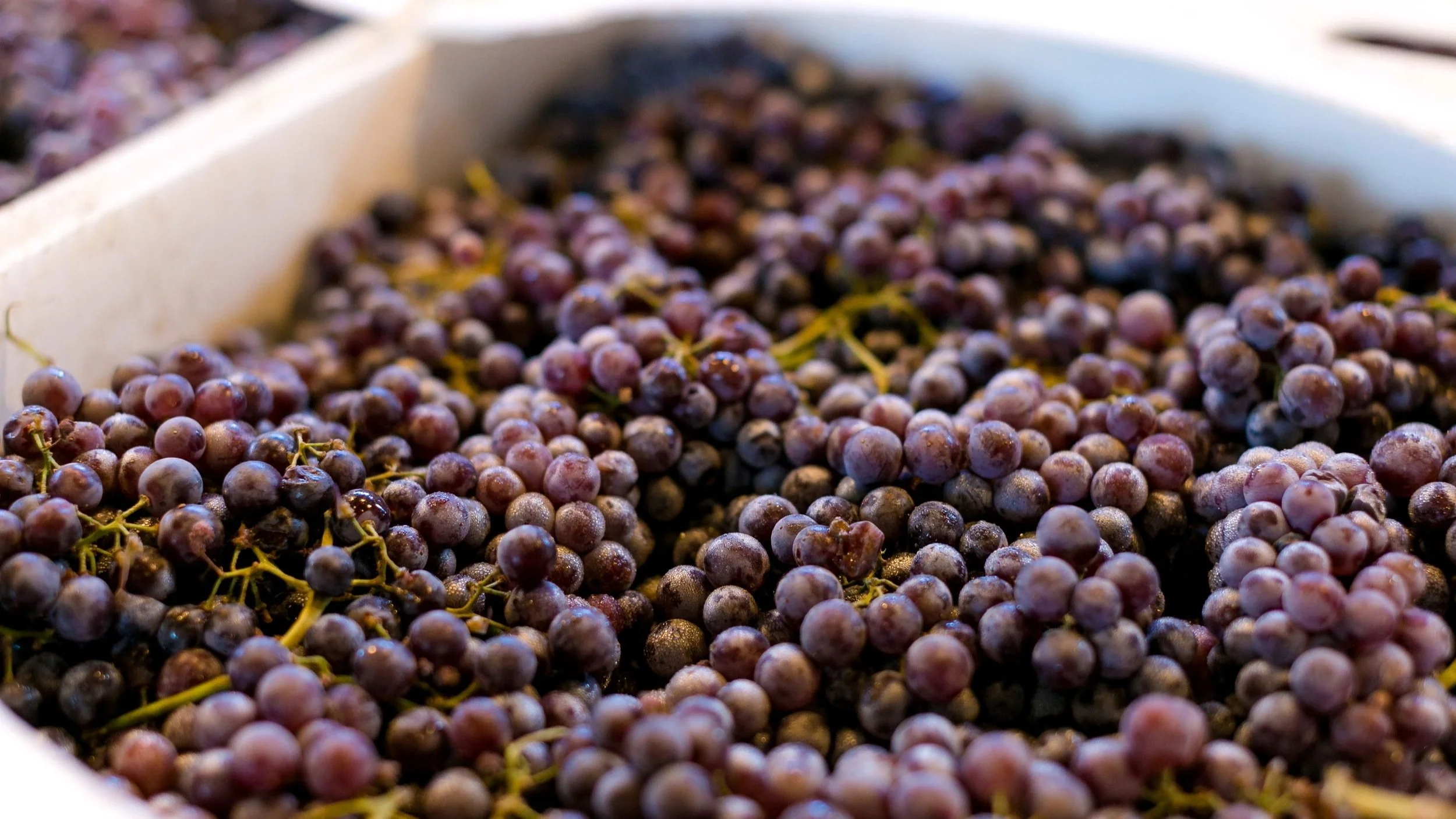 district-winery-fall-225+%281%29.jpg