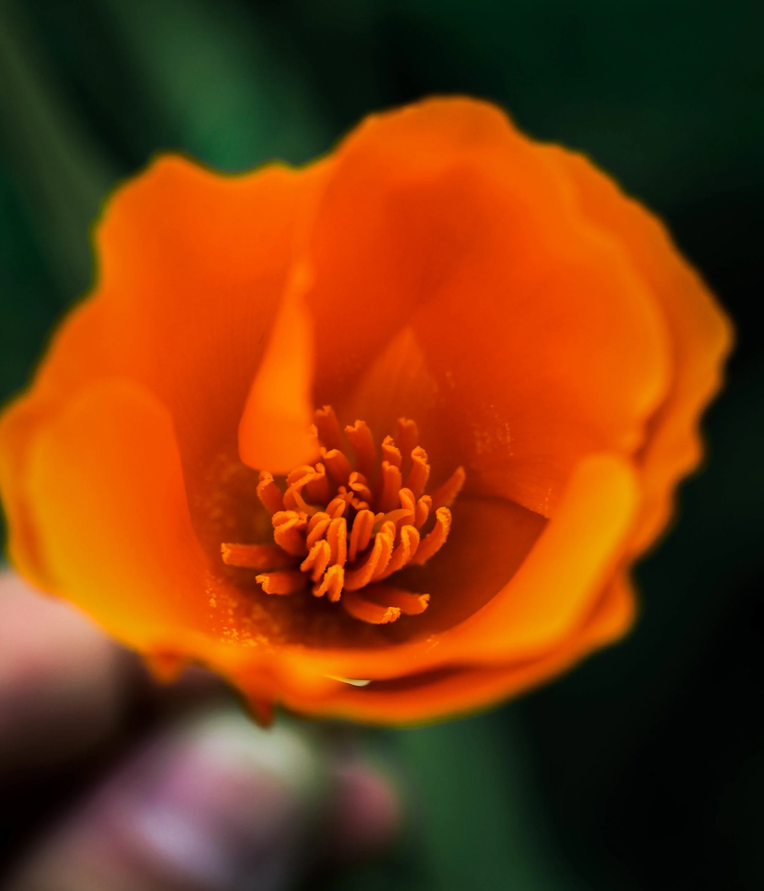California Poppy