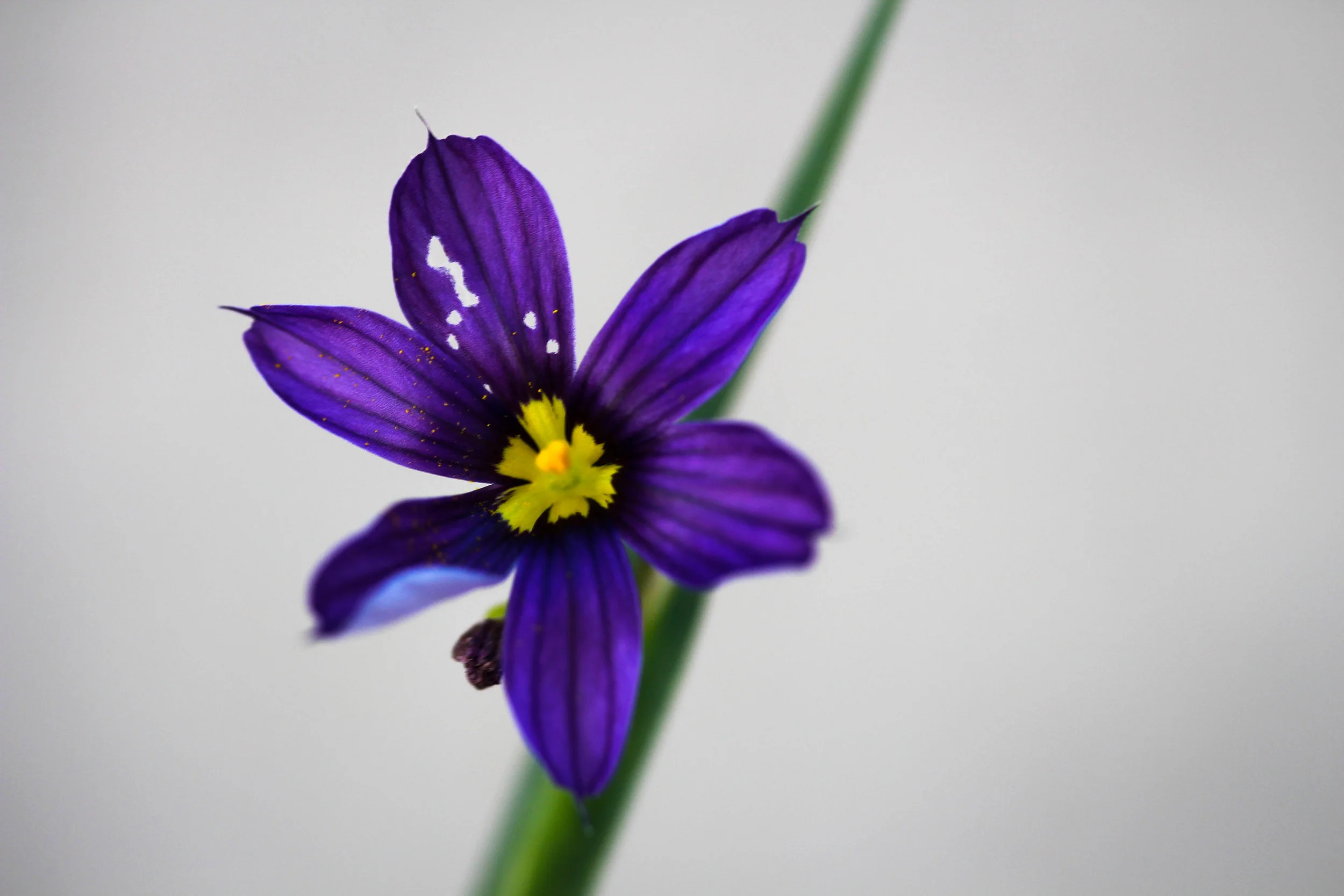 Blue Eyed Grass