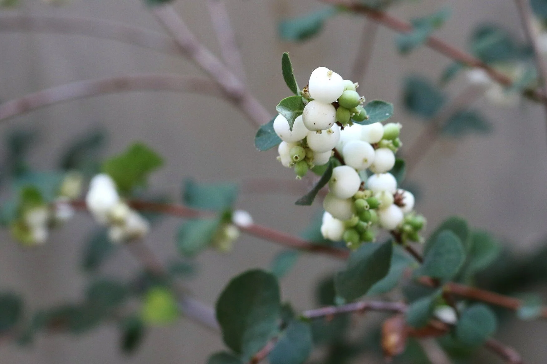 Snowberry