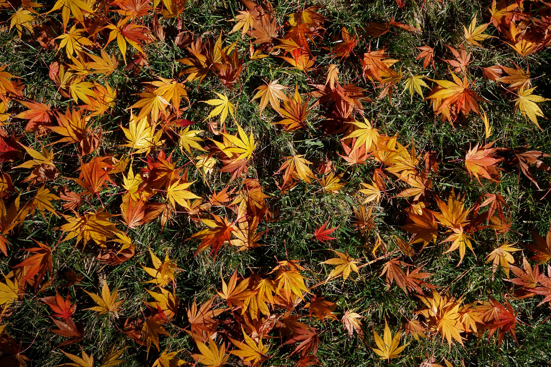 Fall_Leaves.jpg