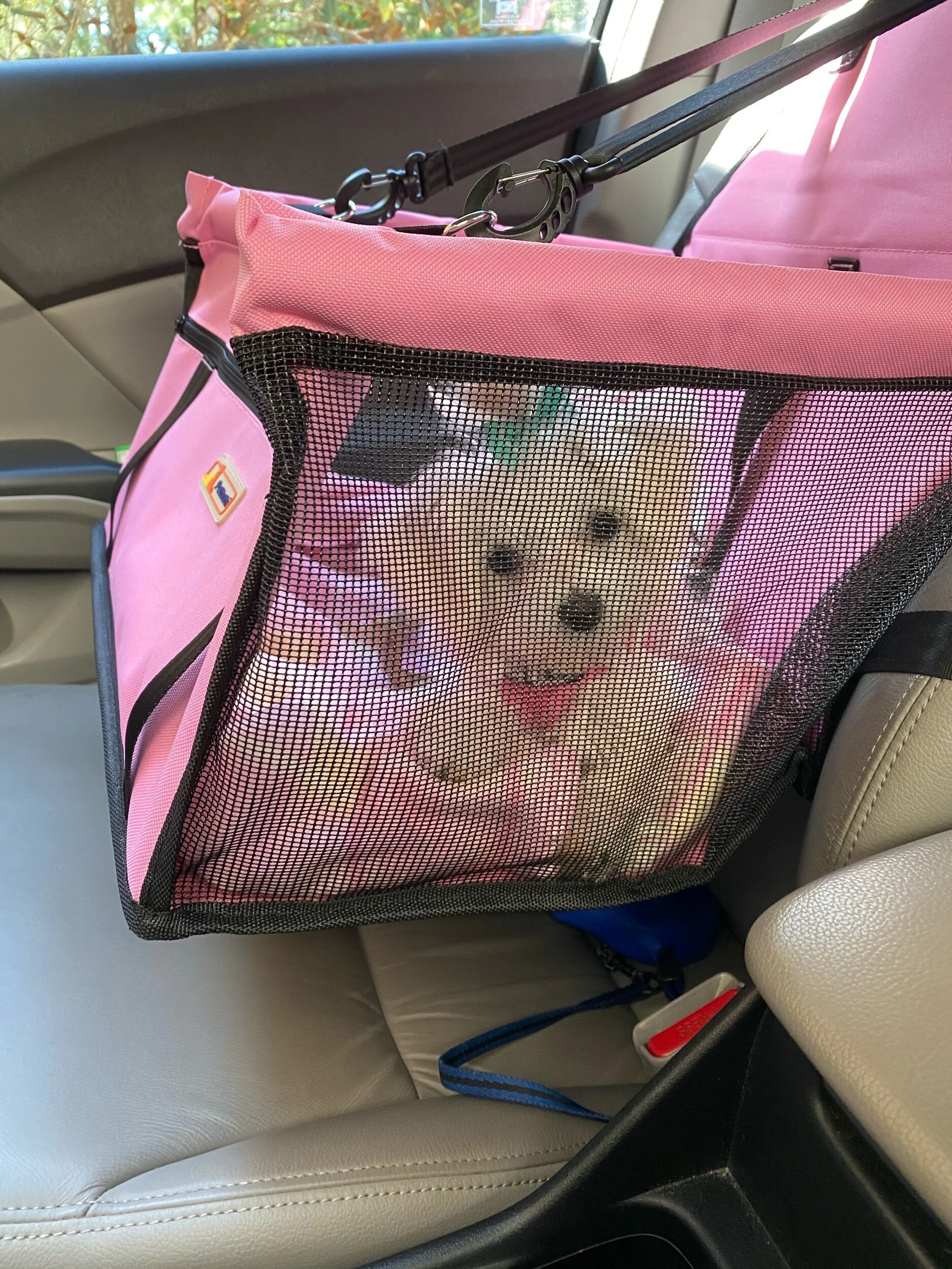 Heading to get a pupachino at Starbucks