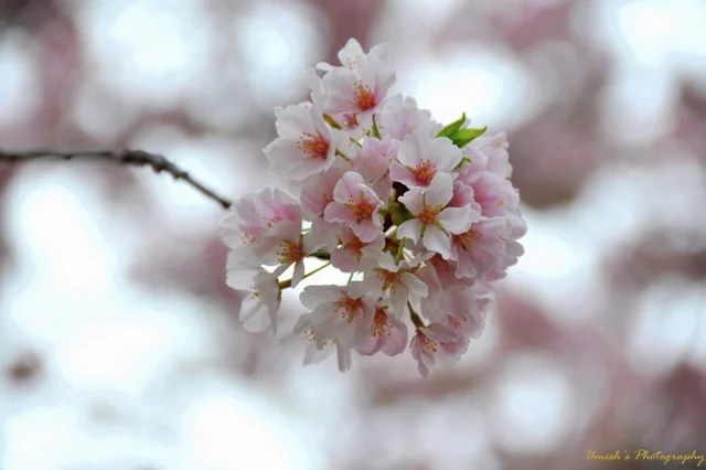 Bokeh effect on cherry flower