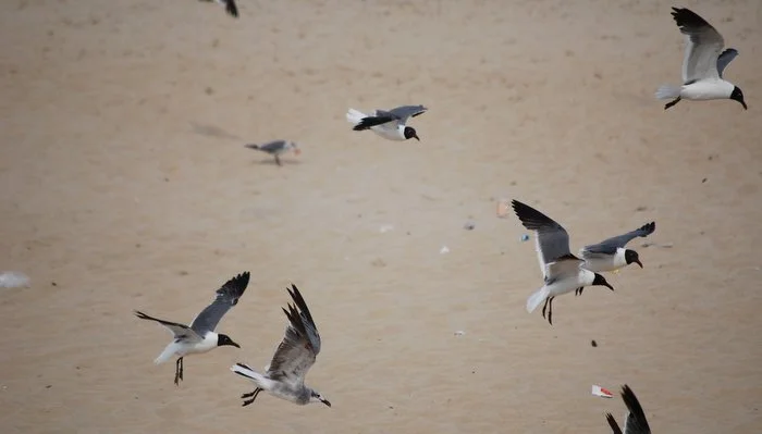 Faster shutter speed to freeze motion