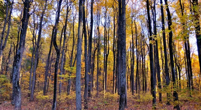 Skyline Drive Fall Colors