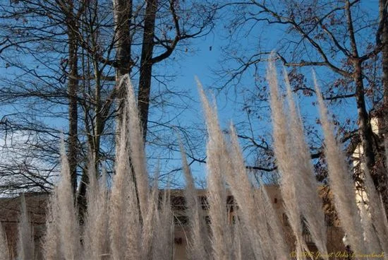 Glen-Echo-grass.jpg