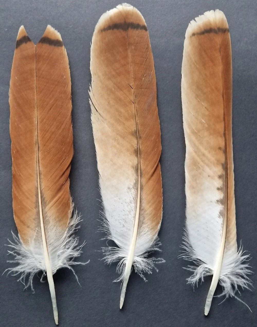 Three Red-tailed Hawk's tail feathers.png