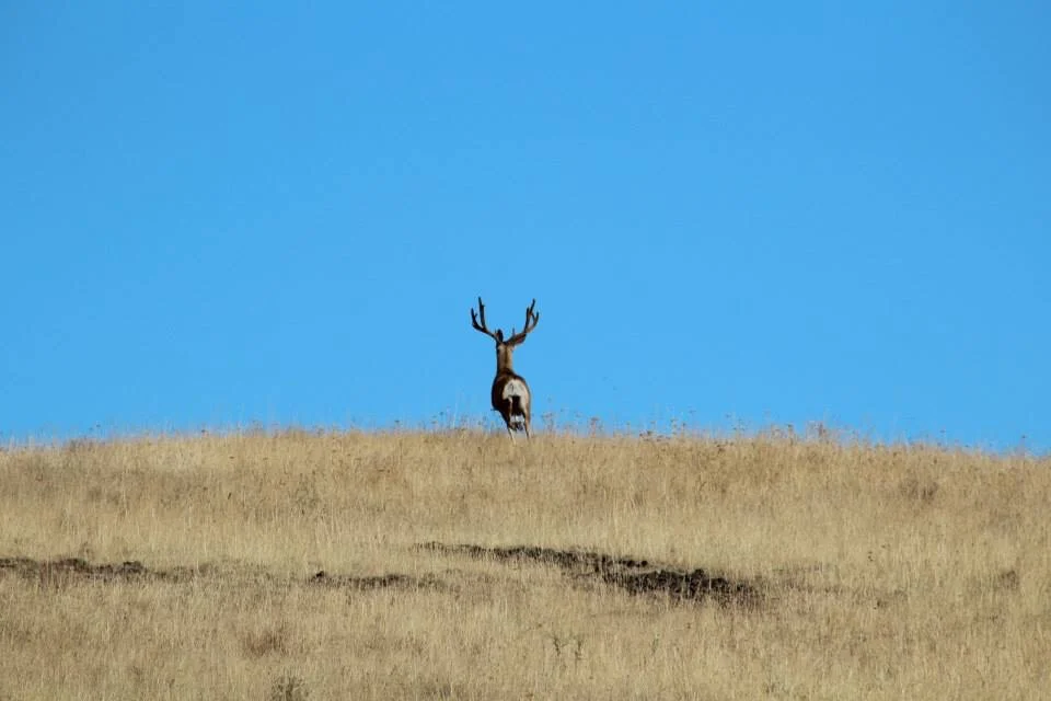mule deer horse gulch 2015