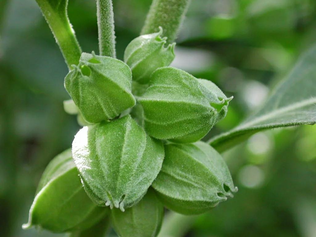 Ashwagandha-Seeds.jpg