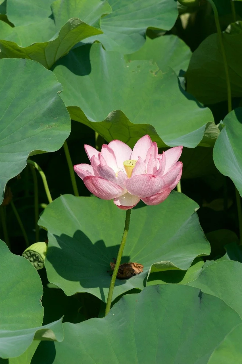 Attachment-Focused EMDR Therapy in Oakland: Healing Relational Wounds and Intergenerational Patterns