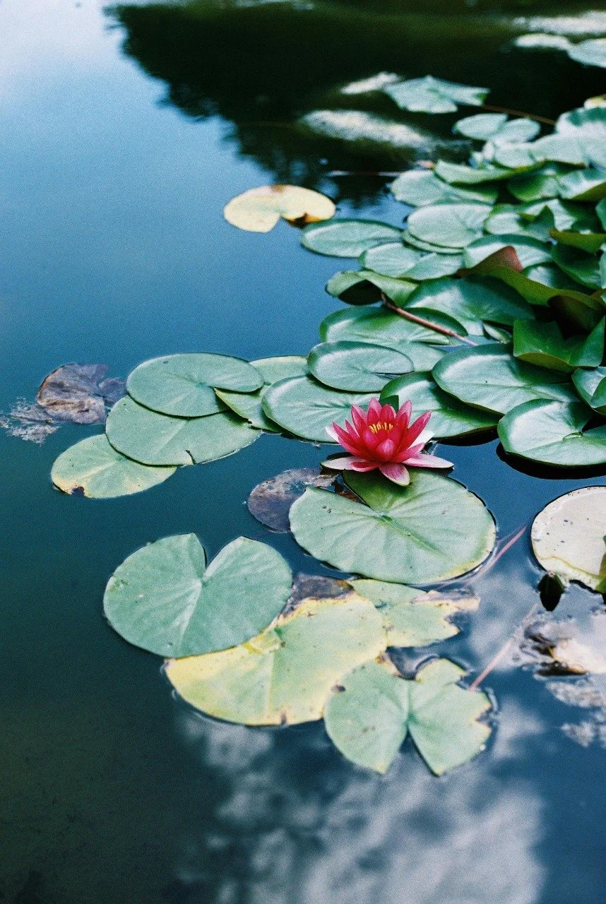 Finding Support for Dissociation: Therapy Options in Oakland