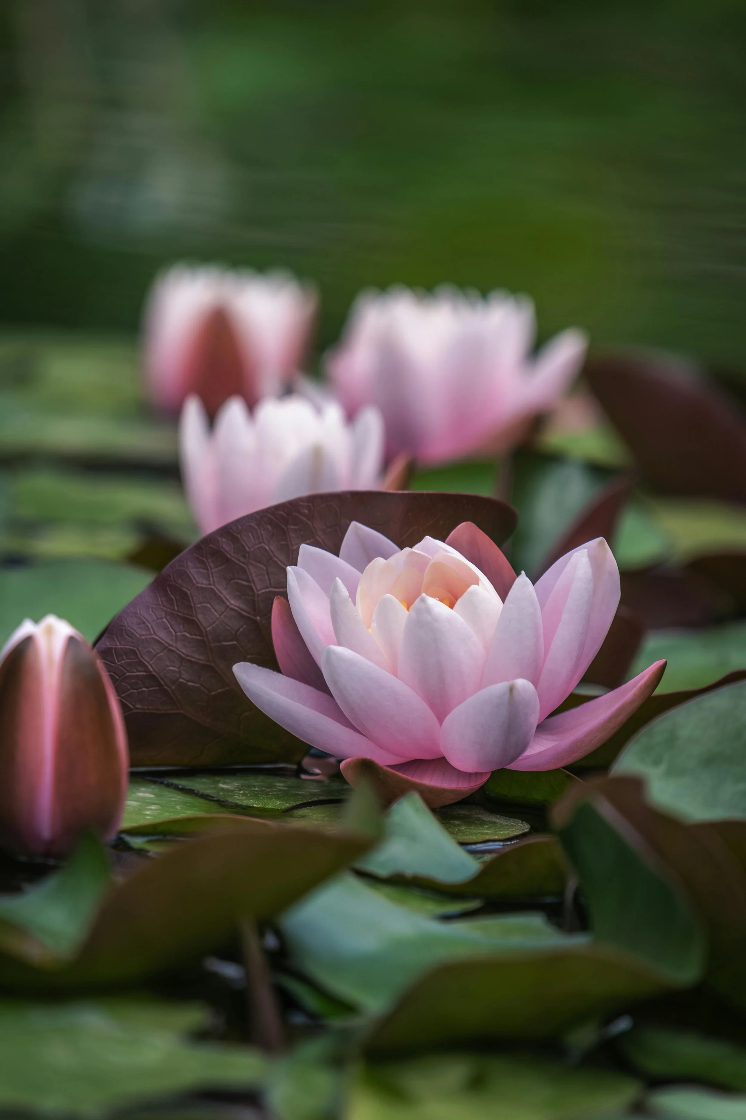 Family Therapy for Asian-American Families: Bridging Generations and Honoring Connection
