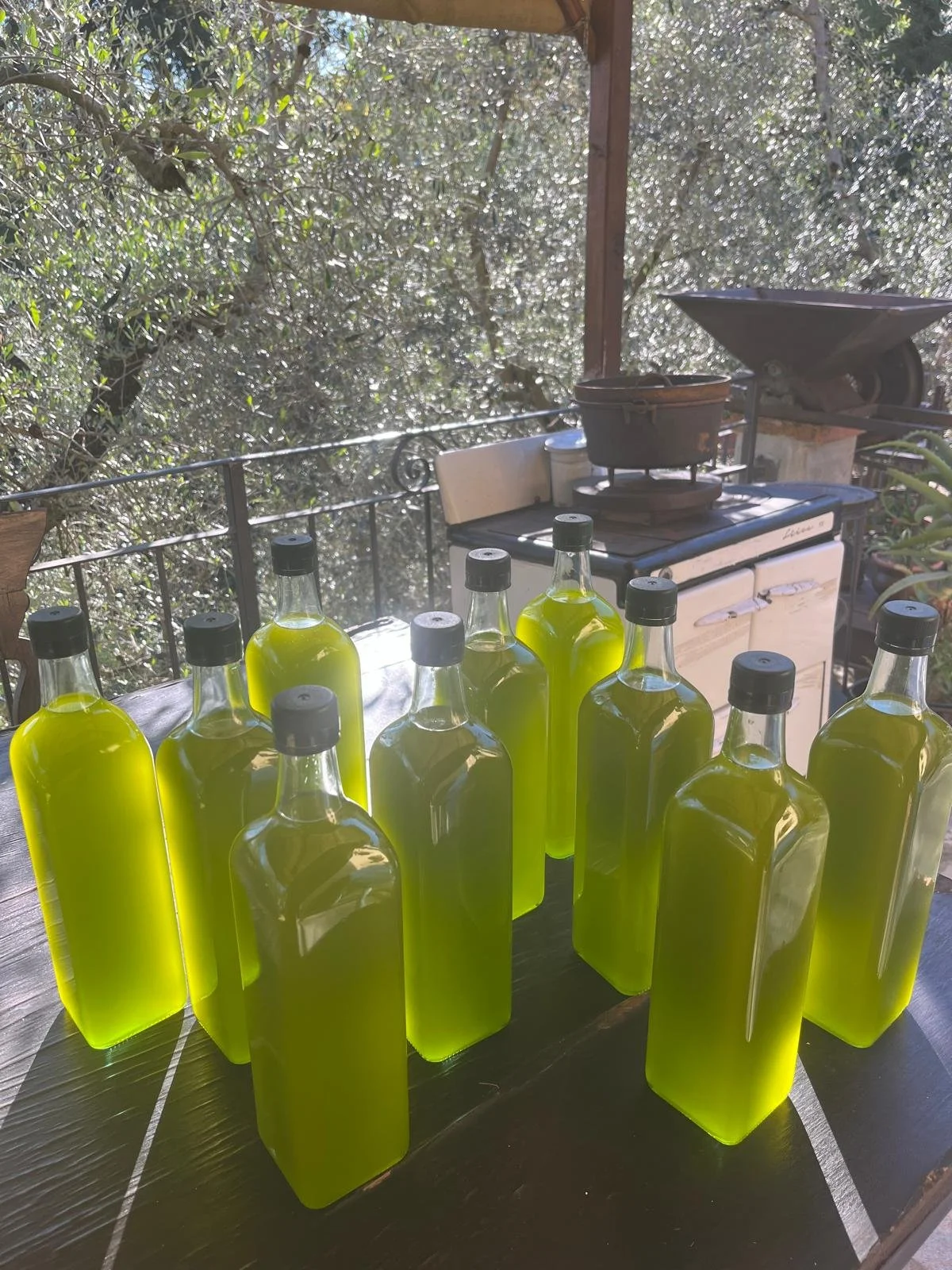 WhatsApp Image 2025-08-13 at 16.49.46.jpeg