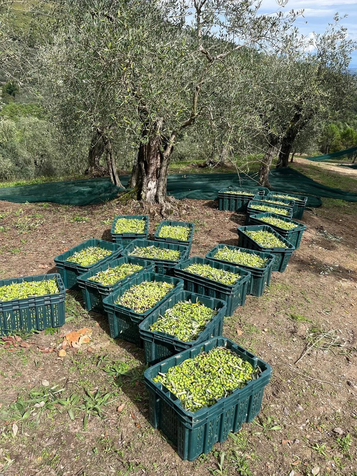 WhatsApp Image 2025-08-13 at 16.51.06.jpeg