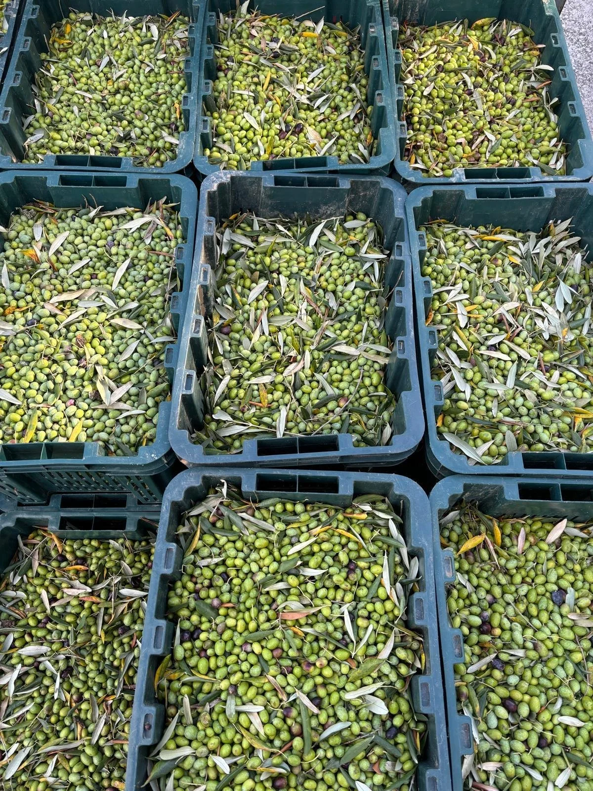 WhatsApp Image 2025-08-13 at 16.52.06.jpeg