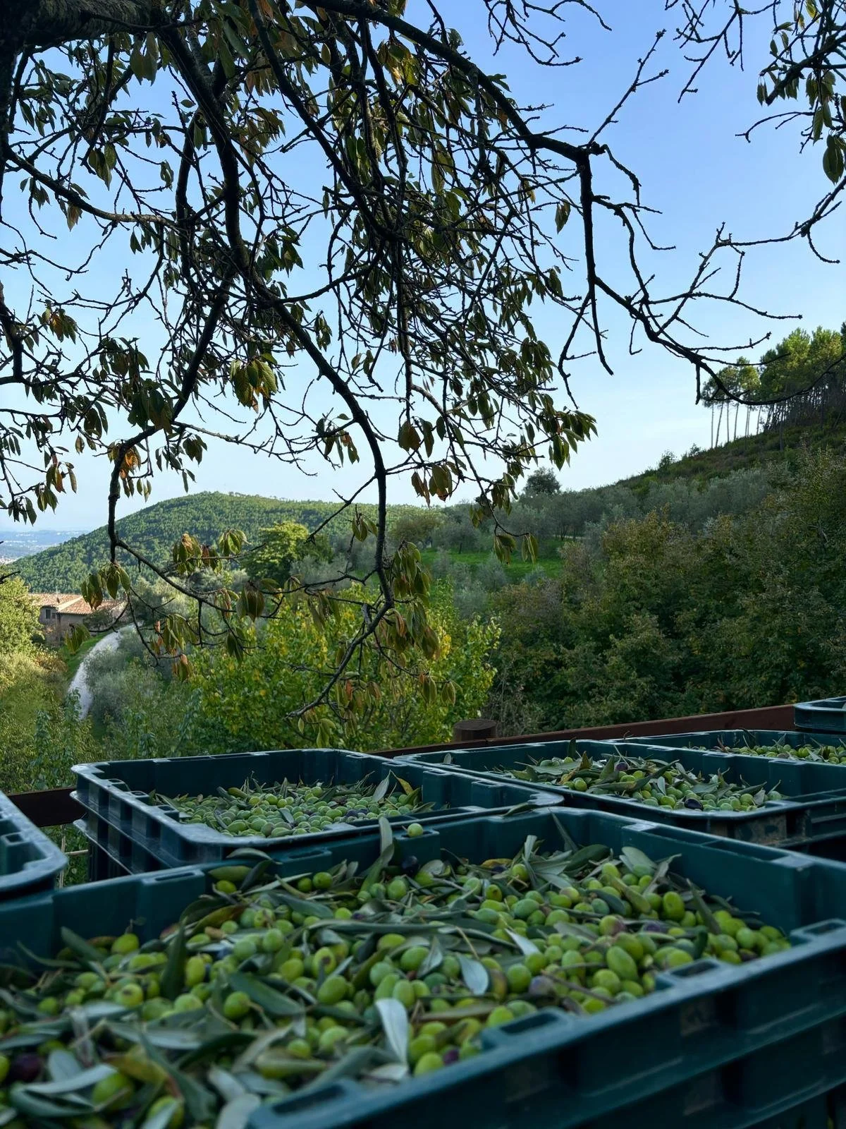 WhatsApp Image 2025-08-14 at 11.37.16.jpeg