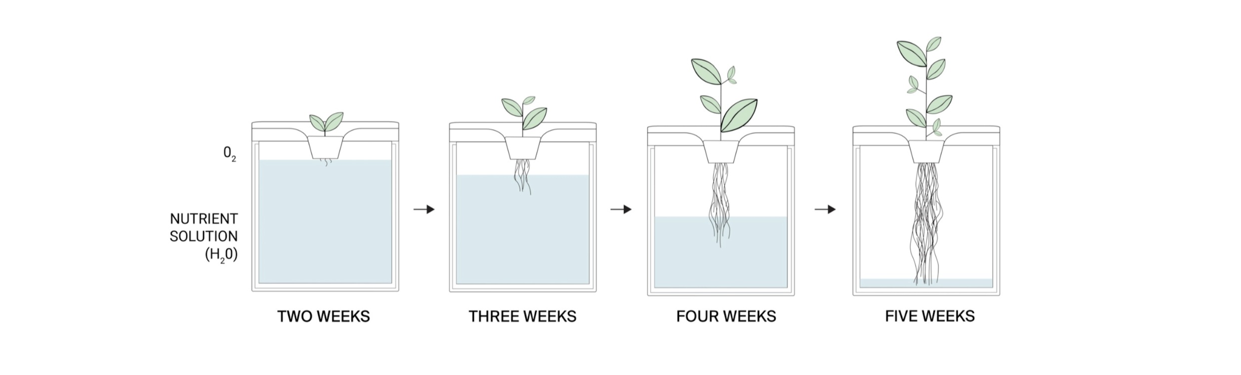 Tilt utilizes a passive and low maintenance system to deliver water and nutrients to the growing plants. There are no pumps, cords, or electricity needed to maintain and the startup responsibility is minimal.