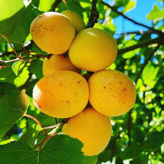 Apricot season is a very short window. These little babies go from tart to jam in a week! 🍑 so yummy 🍑
I&rsquo;m adding ginger to my jars this year. 🍯 any other recipe ideas? .
.
.
.
#oakland #organic #apricot #foodsecurity #makinchangegrow #love 