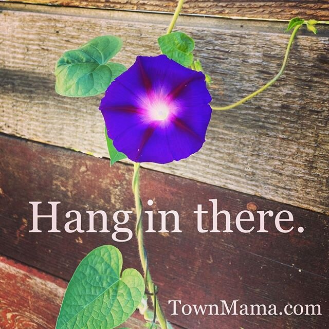 We are all trying to hold on to something solid during a time when things seem so unclear.💚 Here at the Town Mama workshop we look to plants for answers. 🌱
Today this was the lesson that presented itself. Remember to keep reaching for the light and