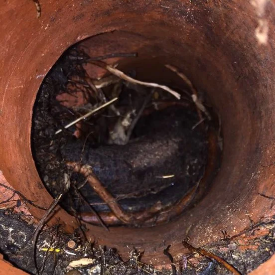 sewer+root+tree+control.jpg