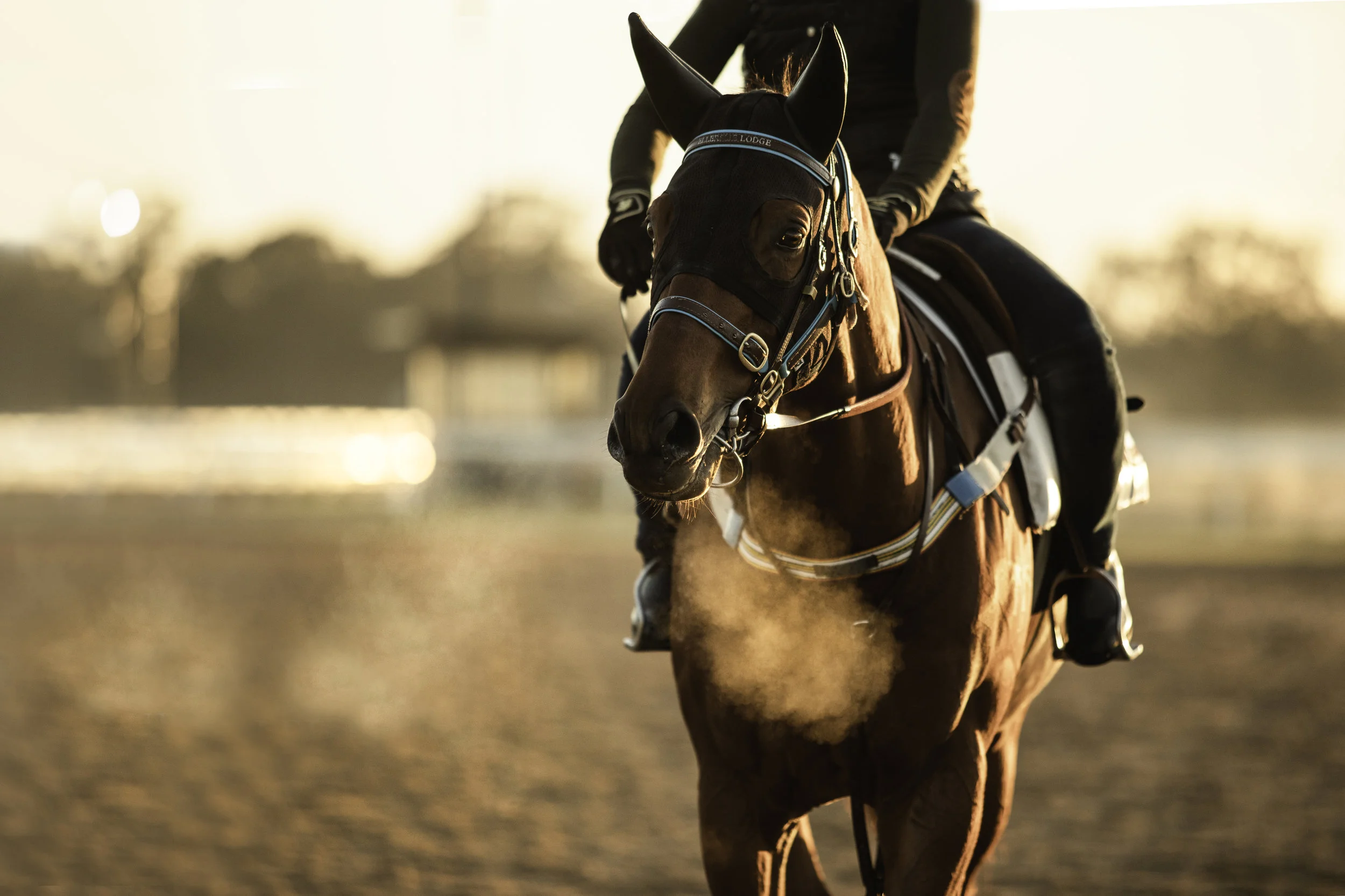 3U6A2763-Modifier copie.jpg