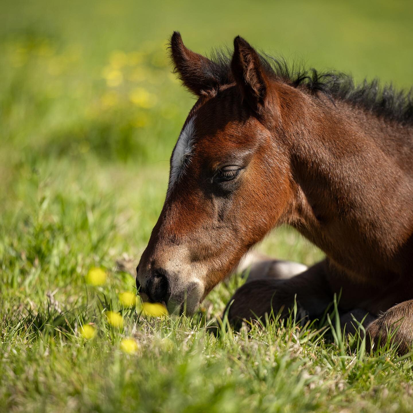 🌼 Nap time amongst the blossoms for this cute #Hellbent colt 🌼🌿 @parsonscreekfarm