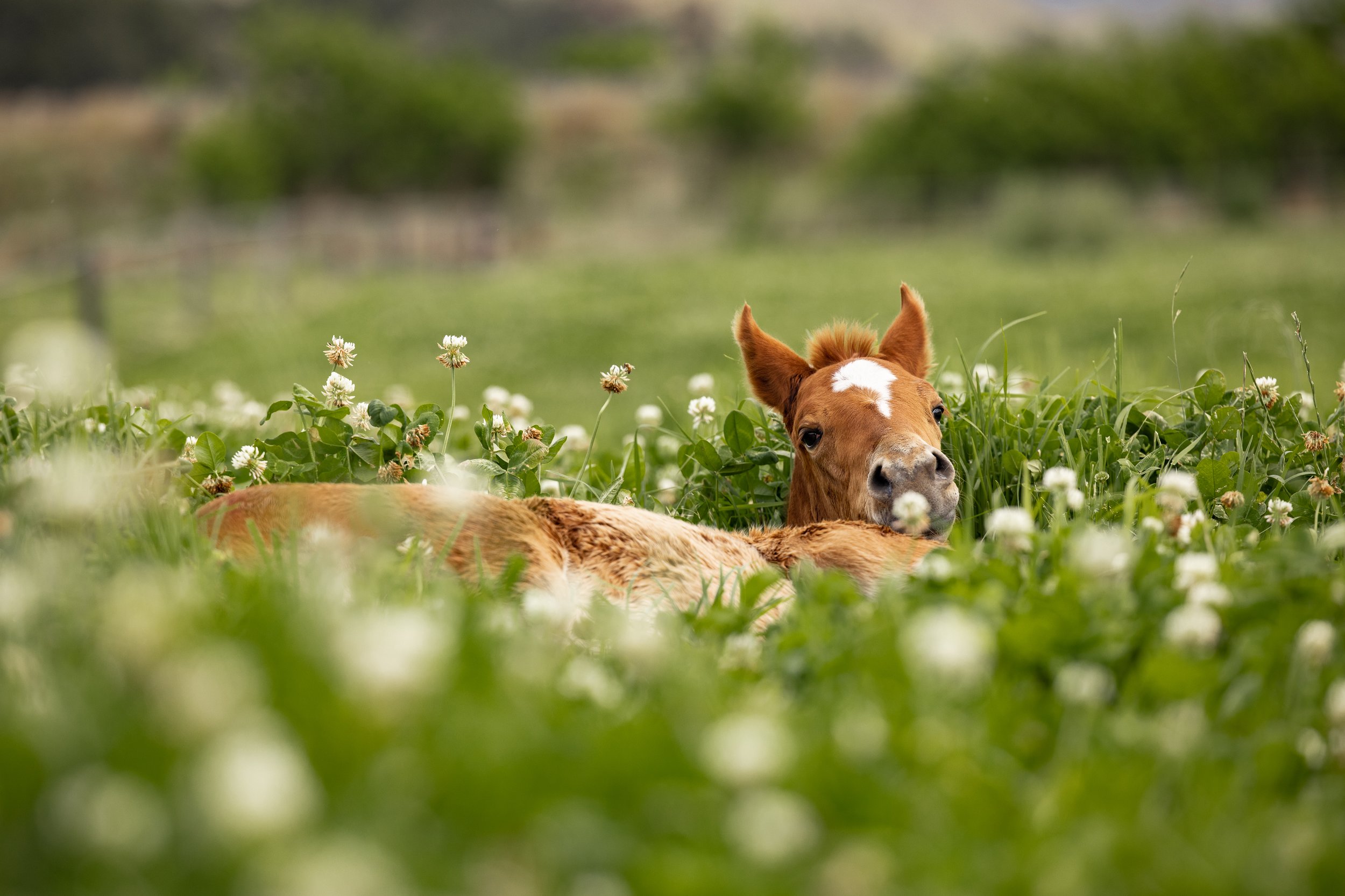 Anders Foal 3.jpg