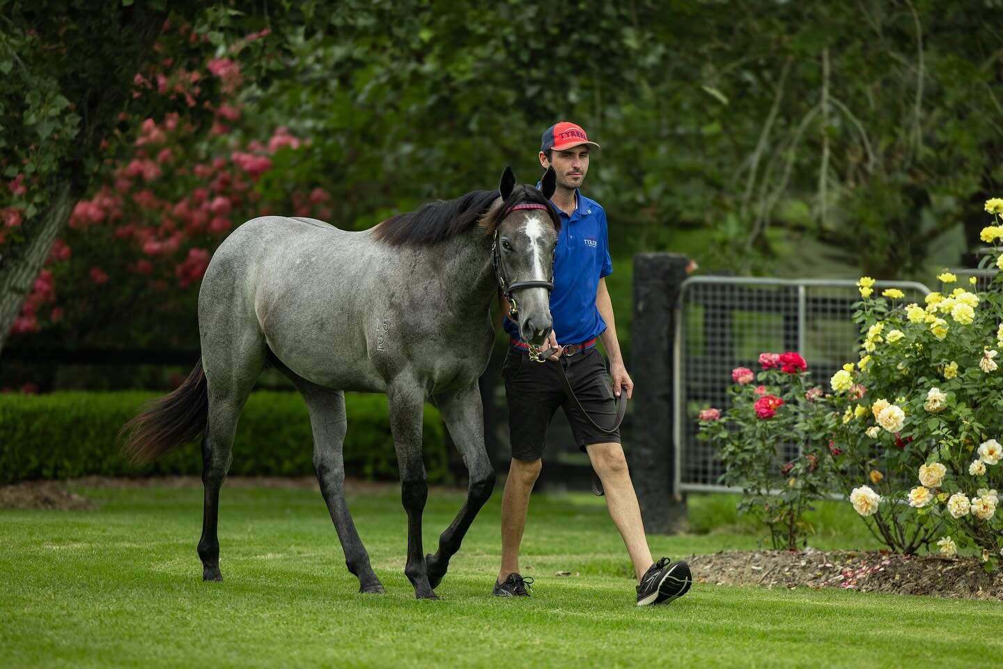 As #InglisClassic approaches, parade videos and conformation photos are in the works! A huge shoutout to all the patient and dedicated staff ⭐️ Pictured: Paul, yearling manager at @tyreelstud with the very handsome Bivouac x White Thyme colt. 🐴✨#tea