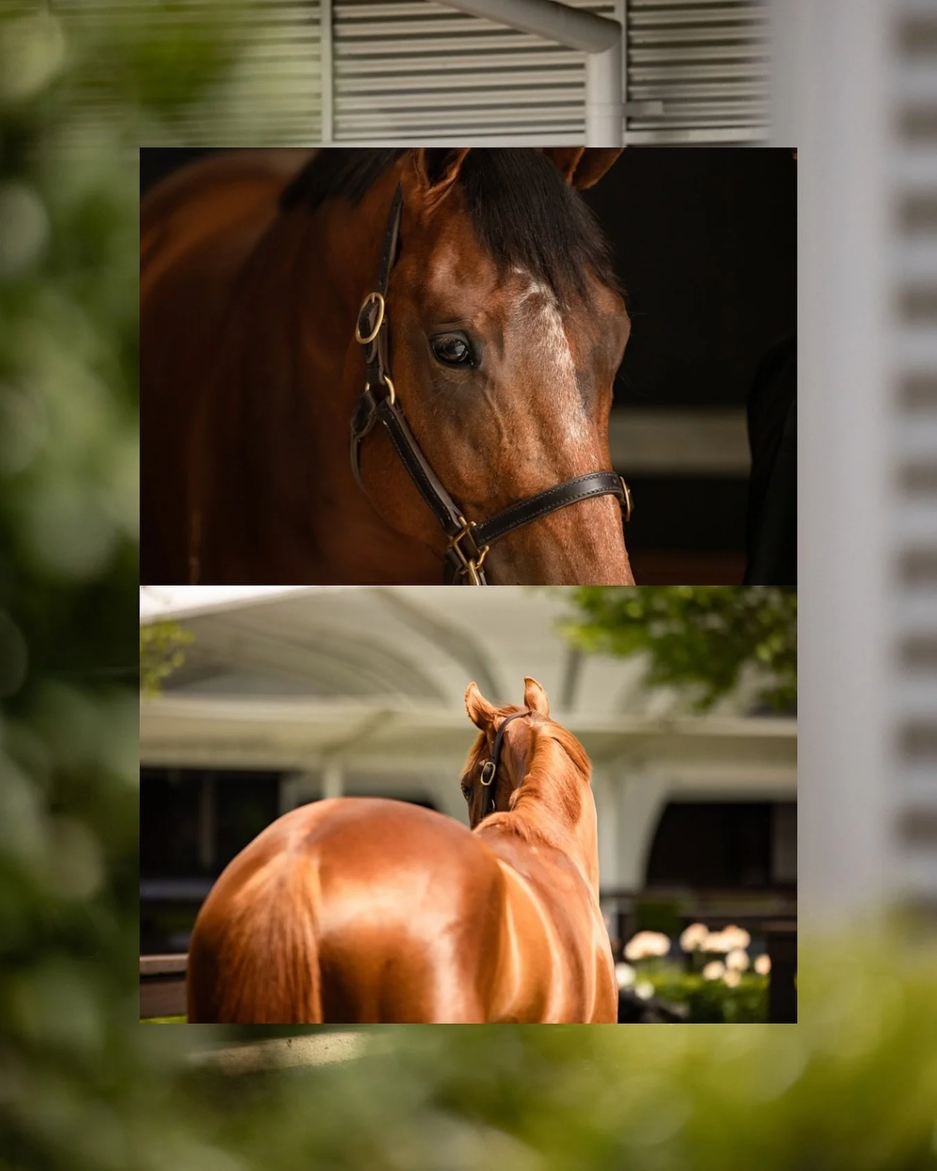 Inglis Ready 2 Race 2024. #equinephotography #equinephotographer #canonphotography #canonaustralia #horsesofinstagram #thoroughbreds