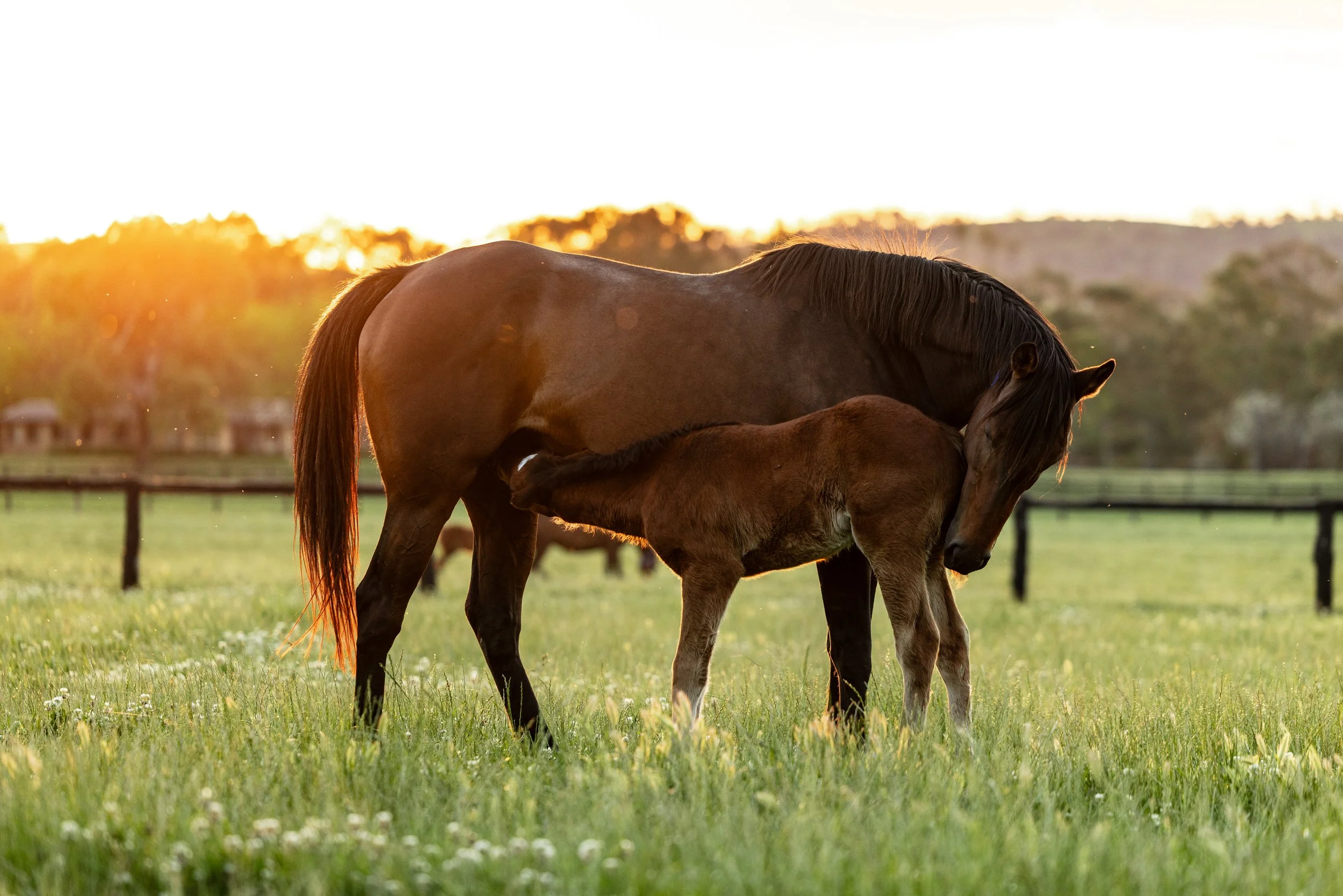 Arrowfield Candid & Foals Sept 2025-0792.jpg