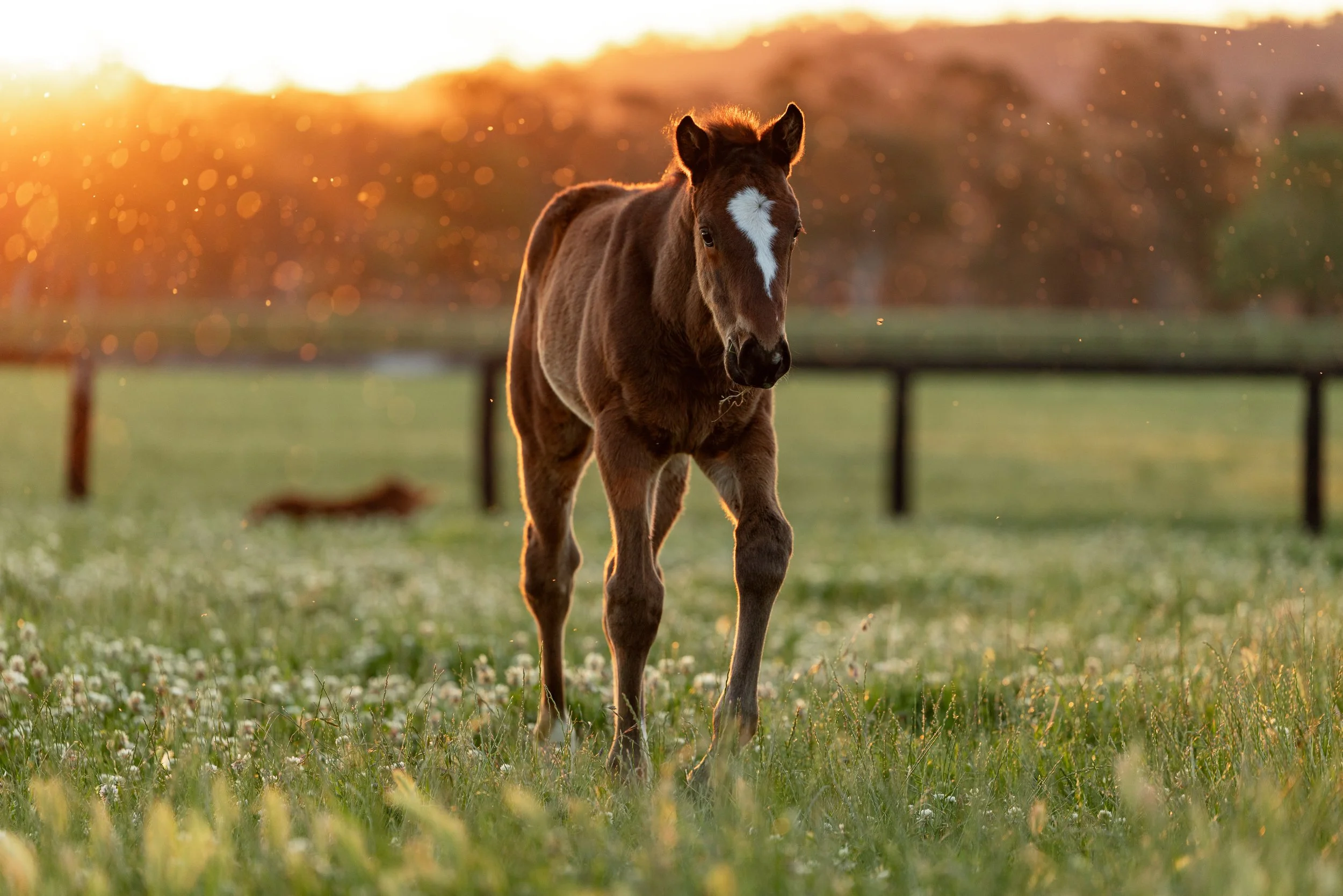 Arrowfield Candid & Foals Sept 2025-0933.jpg