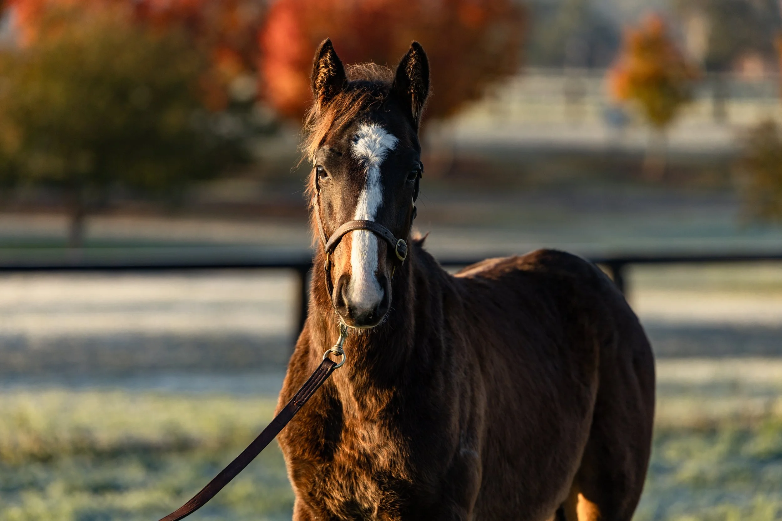 Snitzel x Winx June 25-6105.jpg