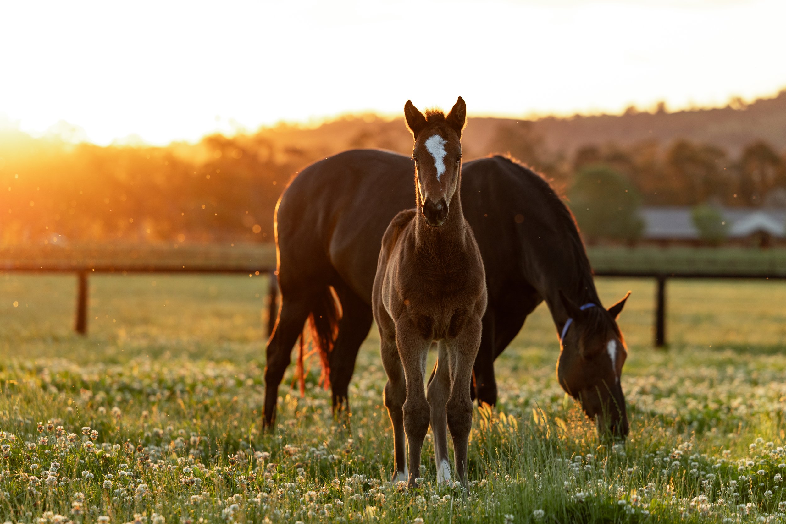 Arrowfield Candid & Foals Sept 2025-0865.jpg