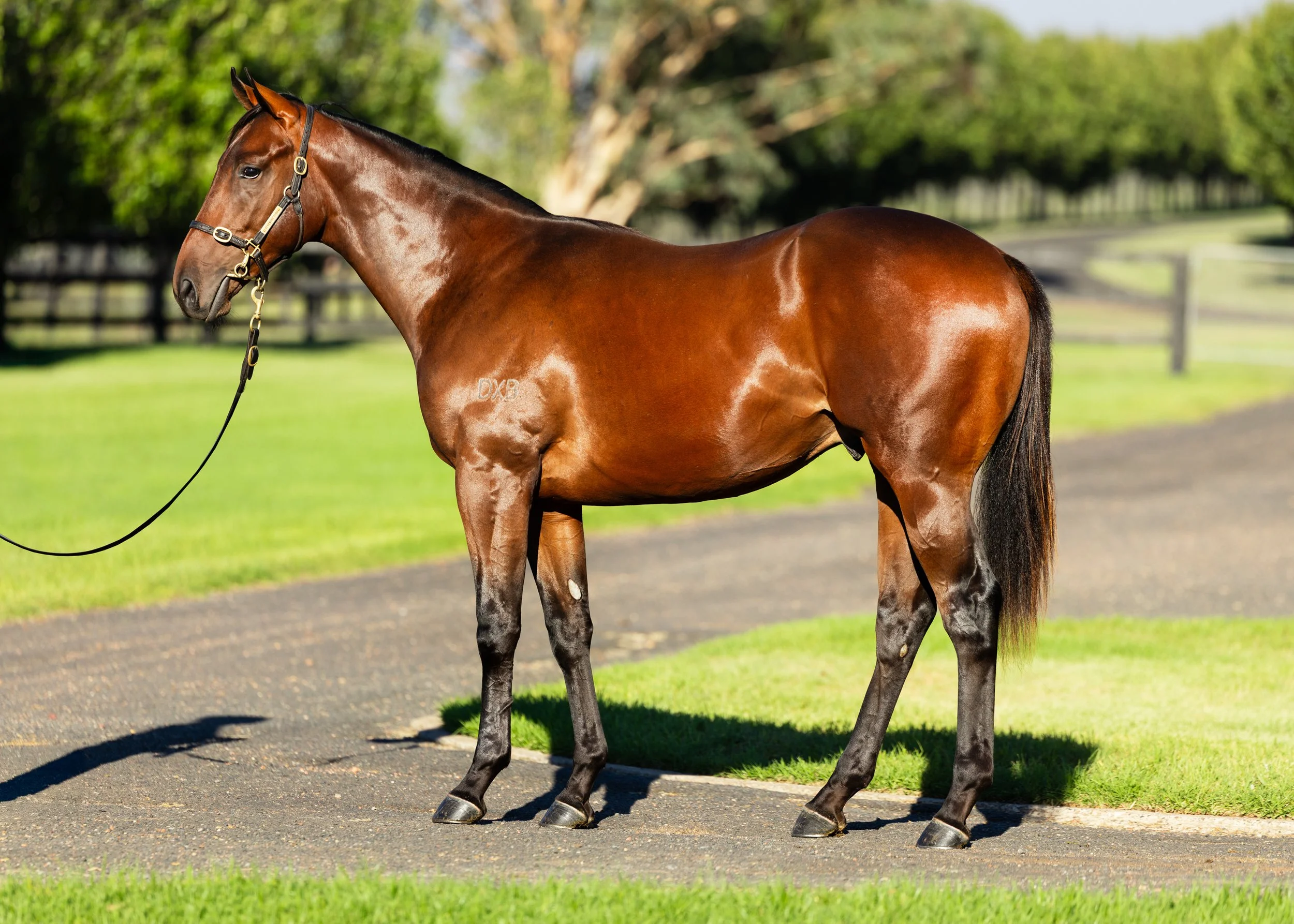 4-Blue Point x Al Naifa.jpg