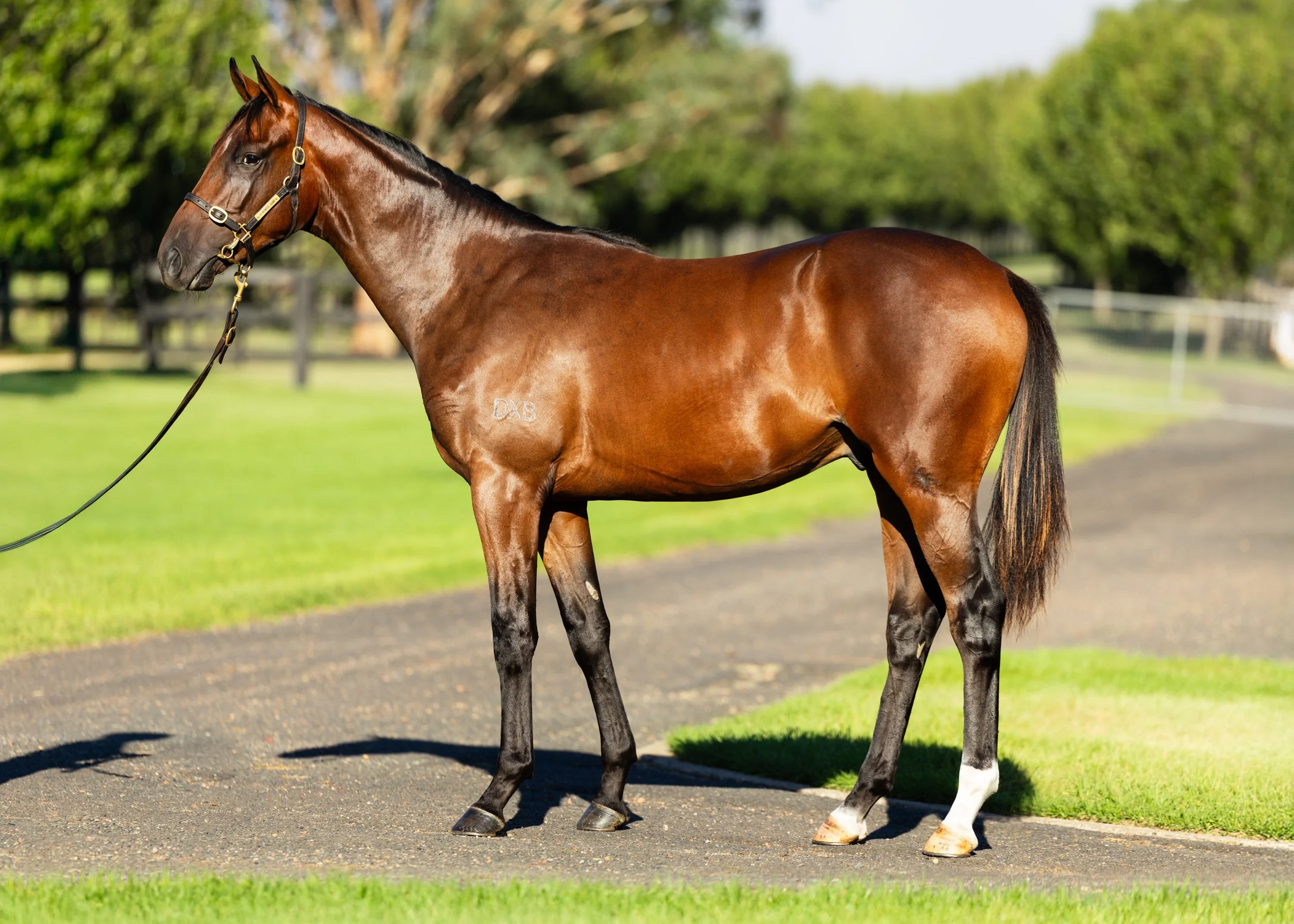 5-Too Darn Hot x Ameerati.jpg