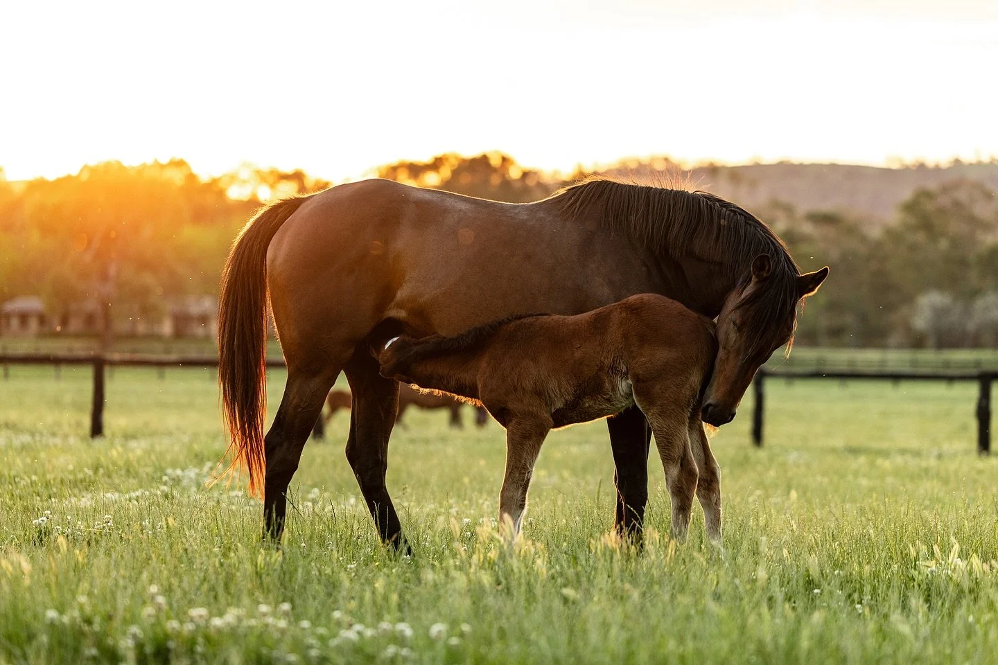 One of my favourite things would be wandering through paddocks at sunset, capturing those precious moments 🥺❤️🌾 #equinephotography #foalsofinstagram #thoroughbreds #horsephotograpy #equinephotographer #huntervalley #arrowfieldstud #canonphotography