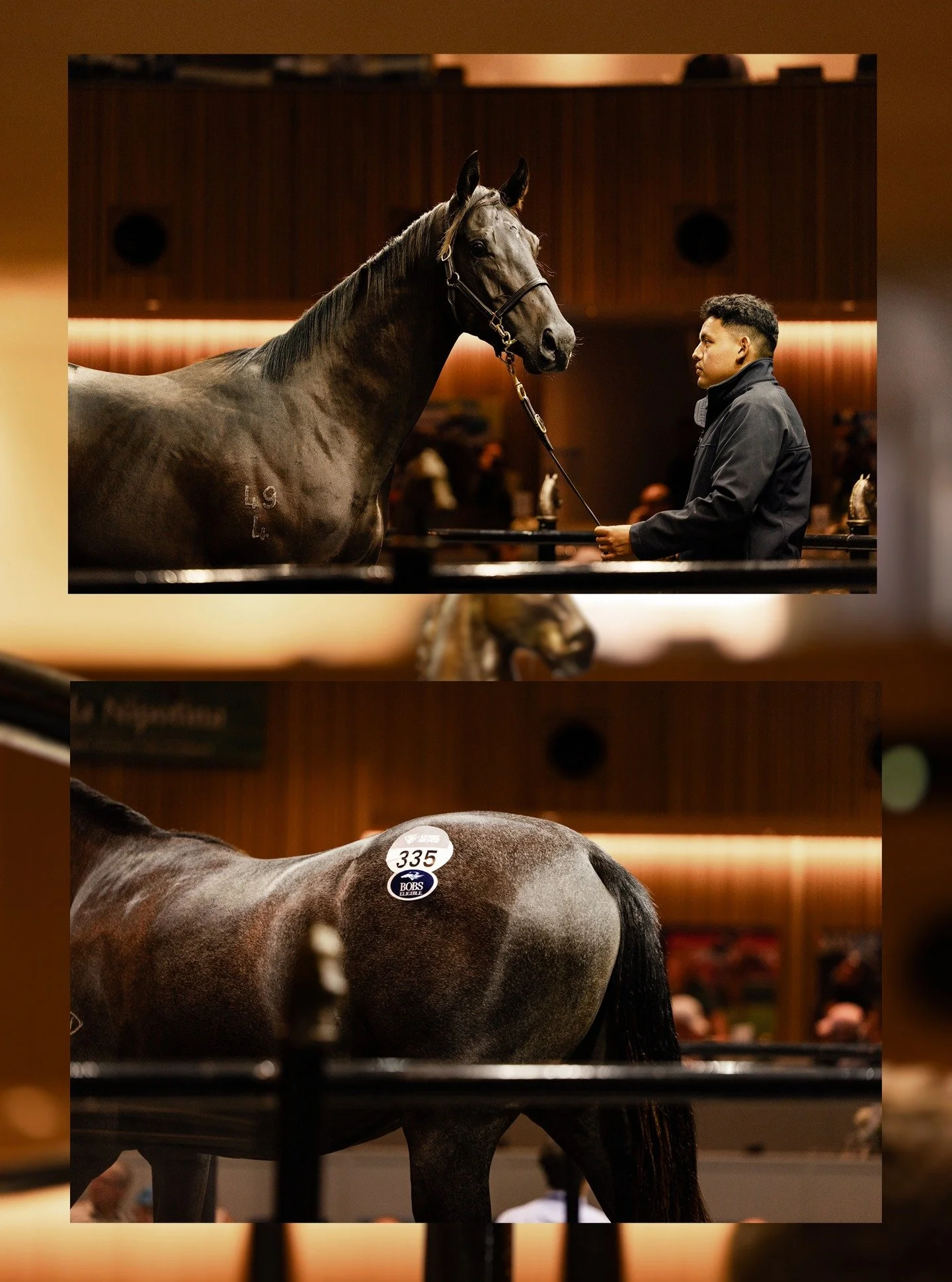 Ambience at the 2026 Inglis Premier Sale 💫