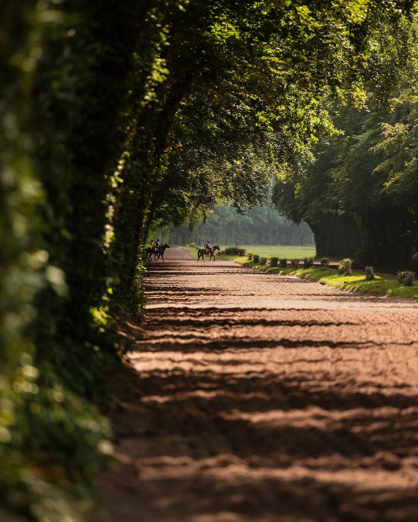 Throwback to the magical training tracks of Chantilly... Just unreal! 📸🌿🐎 @fgchantilly