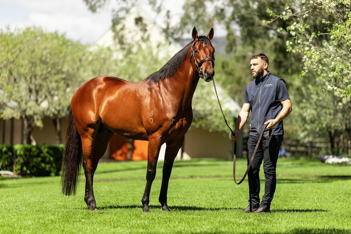 Great to see Shinzo&rsquo;s progeny topping both days at the Inglis Weanling Sale. 🔥