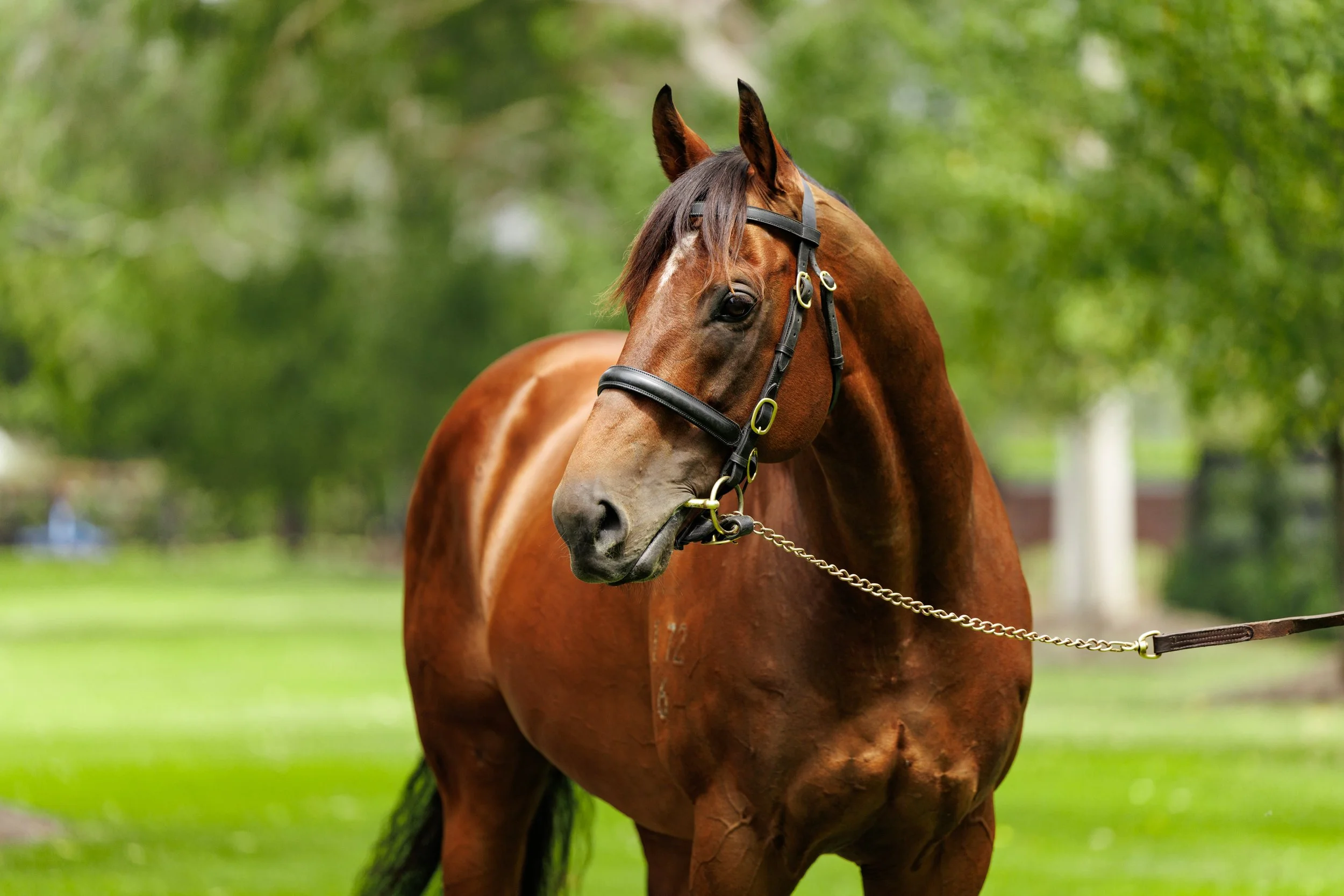 Super Seth Coolmore March 2026-4486.jpg
